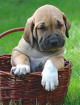 obr_1188428161-kosik1.jpg
